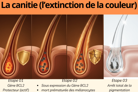 Cheveux blancs schéma de l'apparition du cheveu blanc par la diminution de la production du gène BCL2