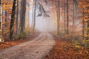 Blues saisonnier TAS trouble affectif saisonnier chemin de foret