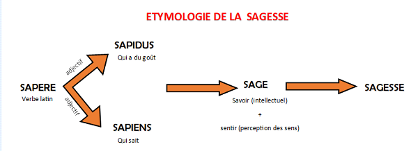 Schéma étymologie de la sagesse : Sapere donne sapidus et sapiens qui donnent Sage puis Sagesse