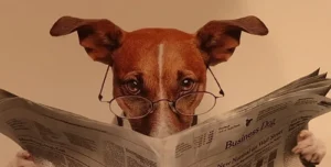 sagesse pratiquer humour chien lit un journal