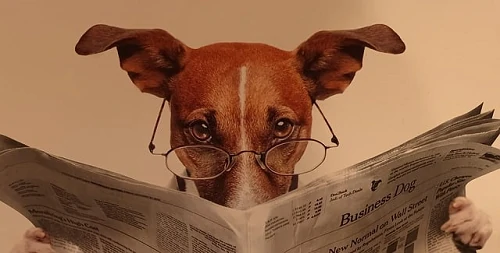 sagesse pratiquer humour chien lit un journal