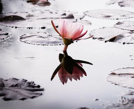 fleur de lotus dans la boue