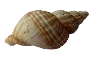 Nostalgie coquillage objet souvenir