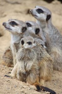 Pression familaile famille suricate