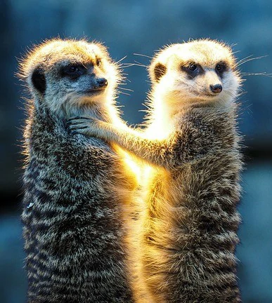 Pression familiale 2 suricates qui se retourne sur un fond bleu avec une lumière qui éclaire qu'un suricate. Métaphore et utilisation du suricate pour représenter la famille et le favoritisme de certains membres de la famille