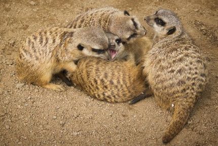 Pression familiale Suricate qui ouvre la bouche, crie au milieu d'autres suricates. Métaphore et utilisation du suricate pour représenter la famille et les désaccords et le stress familial
