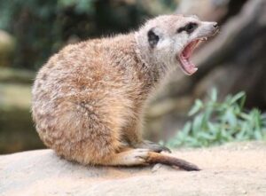 Pression familiale suricate qui ouvre la bouche crie