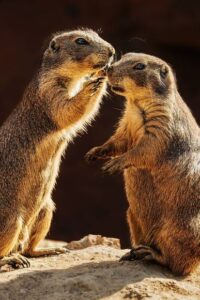 Pression familiale suricate qui parle a loreille dun autre suricate