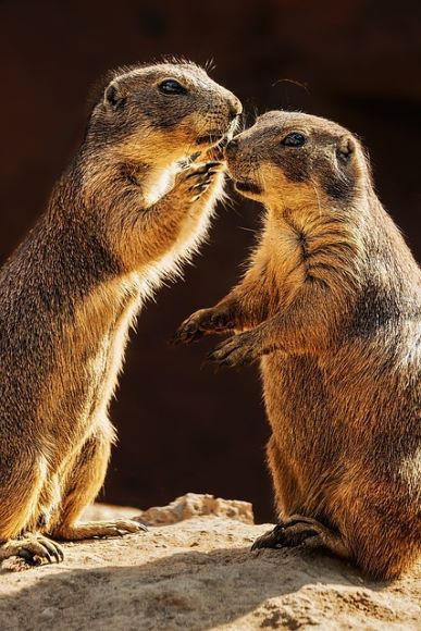 Pression familiale un suricate qui "parle" à l'oreille d'un autre suricate. Métaphore et utilisation du suricate pour décrire les secrets et les attentes de la famille