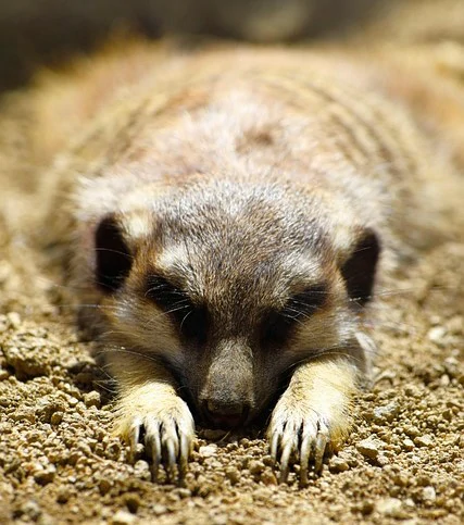 Pression familiale Suricate qui est au sol et pense Métaphore et utilisation du suricate pour représenter la famille et la remise en question sur sa place dans la famille