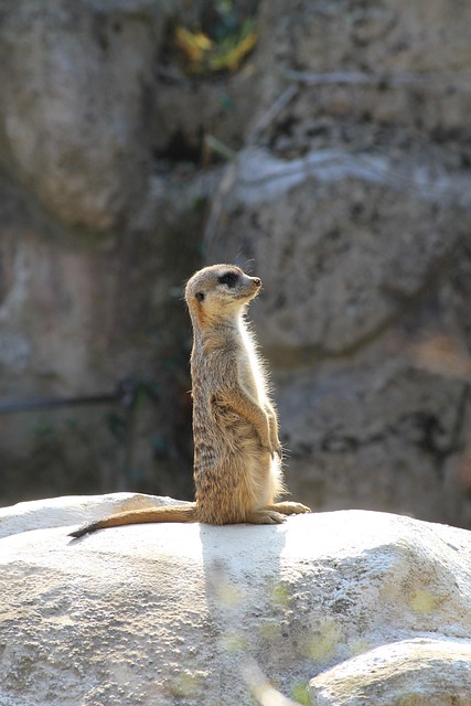 Pression familiale imagée par un suricate apaisé regardant au loin sur un rocher