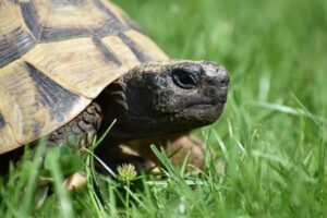 Tortue terrestre redim