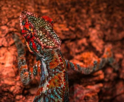 Changement adaptabilité caméléon rouge sur fond rouge