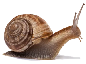 Observation ou inférence ? Apprenez à faire la différence 1 Observation inference escargot