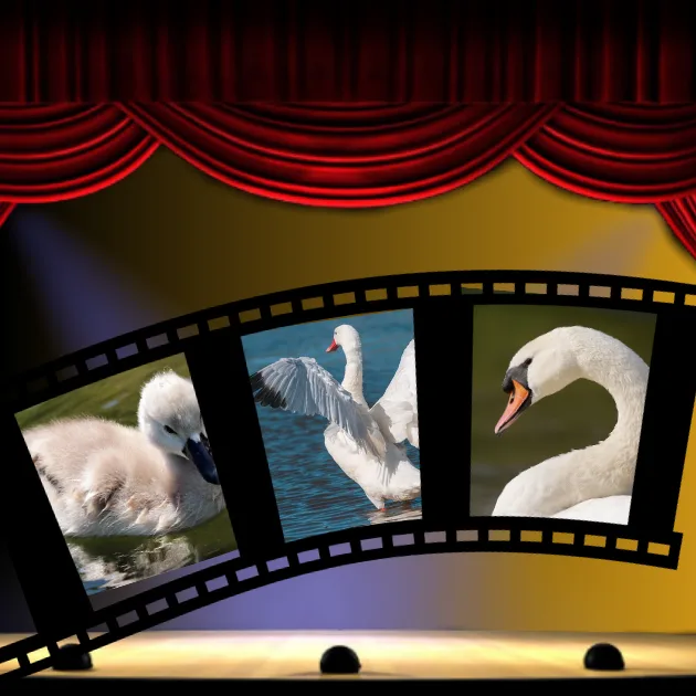 image illustrant l'article sur la s'âgesse, avec une scène de théatre où il y a une bobine de film avec 3 photos de l'évolution d'un cygne. Symbolisant le cycle de la vie et la sagesse à tout âge
