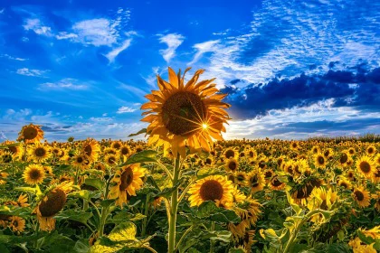 s'adapter au changement. Photo d'un tournesol plus grand que les autres au milieu d'autres tournesols. Symbolisant le fait de rester entouré