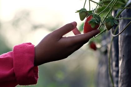 L'espérance : Semer l'espoir face à la perte de sens 4 espérance main cueillant une fraise