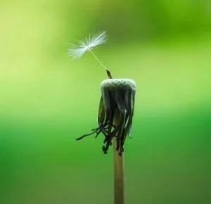 L'espérance : Semer l'espoir face à la perte de sens 4 Lesperance un pollen sur une fleur de pissenlit fanee symbolisant lesperance