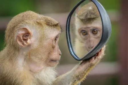impression plus vieux singe qui se regarde dans un miroir