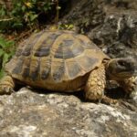 Slowlife bonheurs simples tortue