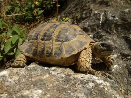 Slow Life : Ralentir pour Redécouvrir les bonheurs Simples 7 Slowlife bonheurs simples tortue