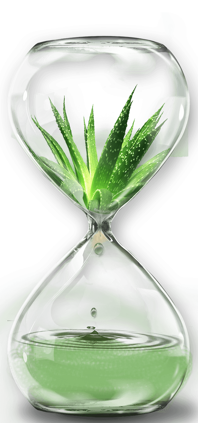 sablier transparent plante