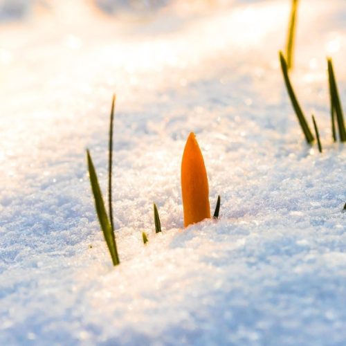 Crocus espace particulier invisibilité